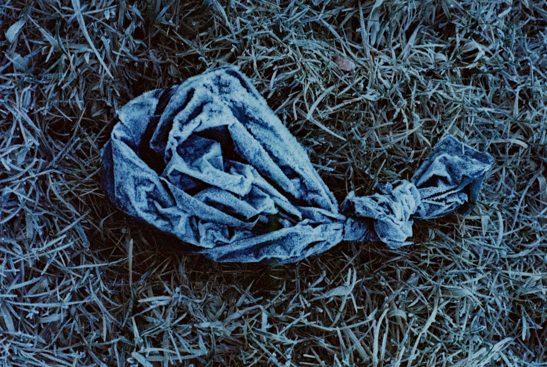 KALD HUNDEPOSE. FILMFOTO