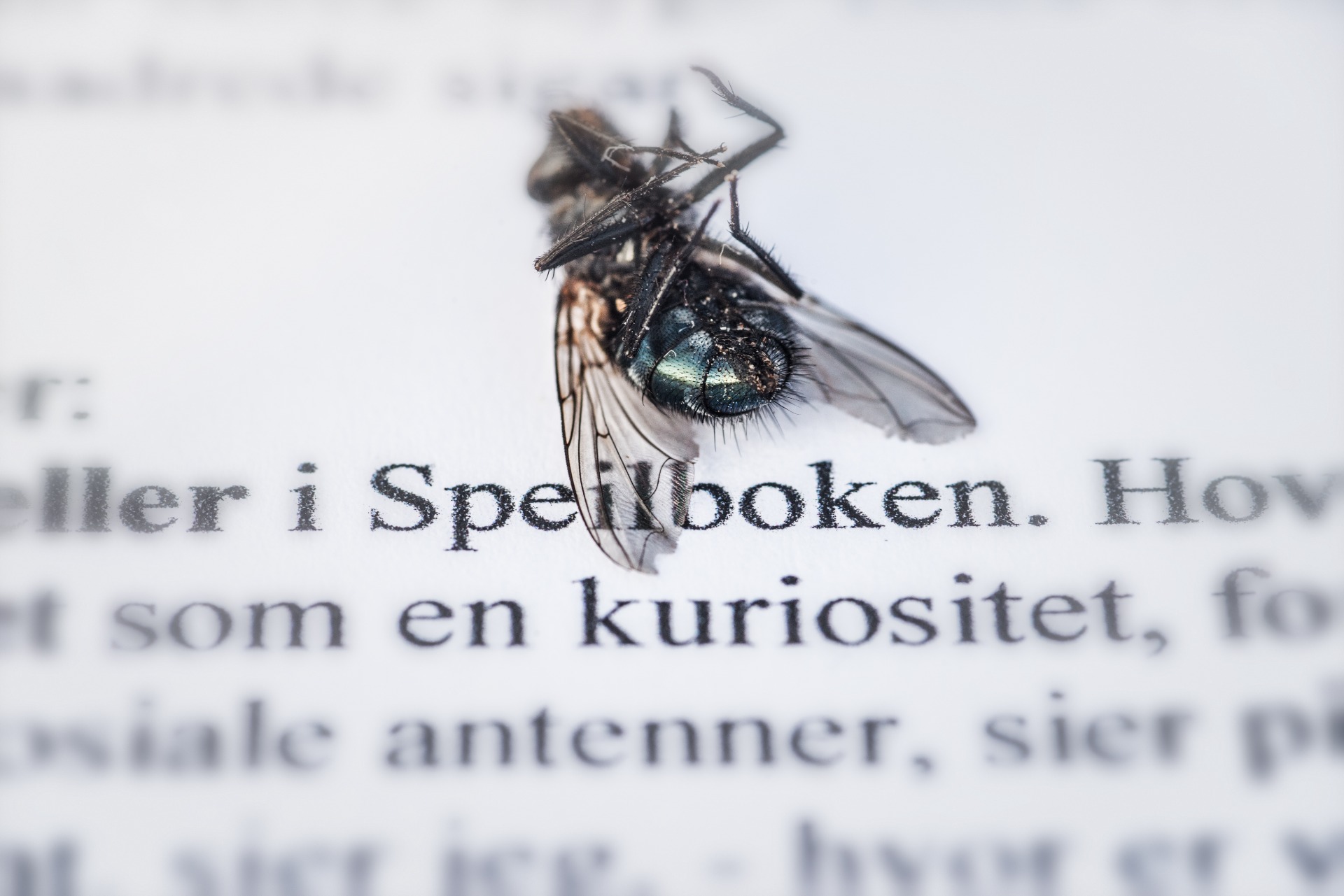 EN FLUE PRØVDE Å LESE MIN FØRSTE ROMAN – 2018